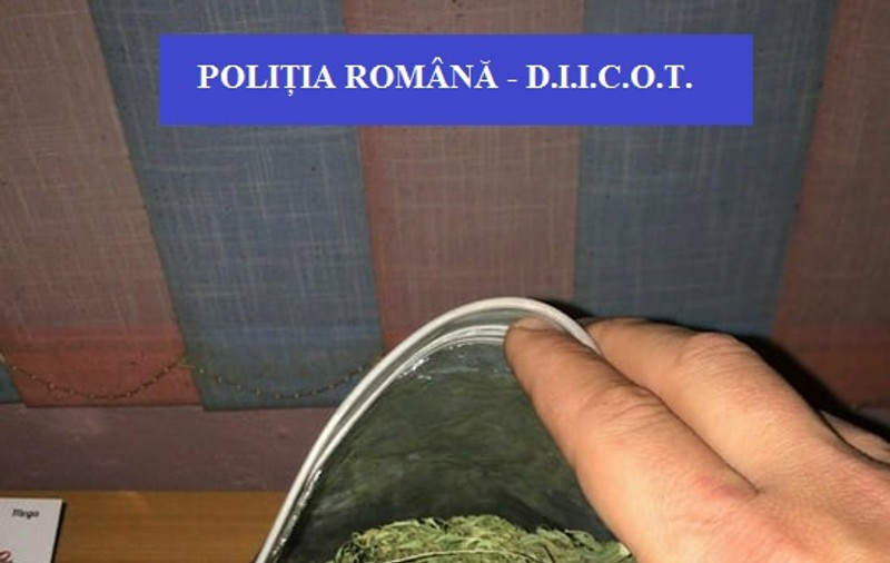 Un tânăr din Bihor cultiva cannabis în casă. Ce au găsit polițiștii la percheziții