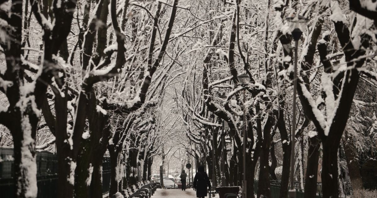 O alee dintr-un parc, cu bănci goale pe ambele părți, și două femei sunt fotografiate cu spatele în timp ce ies de pe alee, într-o zi de iarnă cu ninsoare și copaci plini de zăpdă, București