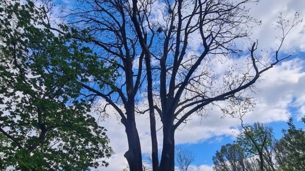Primăria Oradea a tăiat un frasin secular de aproape 250 de ani, unul dintre cei mai vechi arbori din oraș. Sursă foto: Bihoreanul.