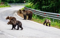 O ursoaică cu puii ei în Carpații din România