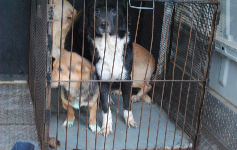 Pedepse mai mici pentru violența împotriva animalelor: maximum 3 ani în închisoare; În formă agravantă, pedeapsa ajunge la 7 ani