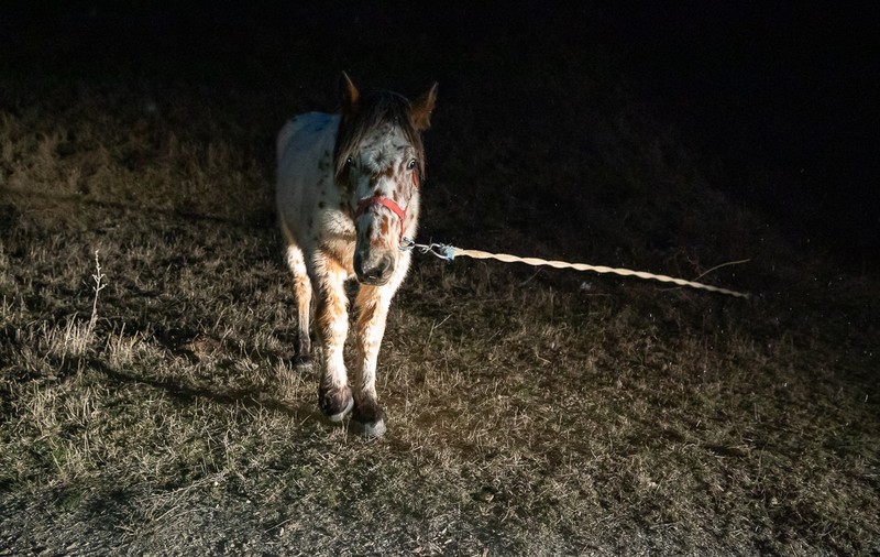 REPORTAJ. Pe malurile Lacului Techirghiol, procurorul Țucă și-a priponit iar caii: „30 de ani de acum încolo îi vom ține, numai de-al dracului”