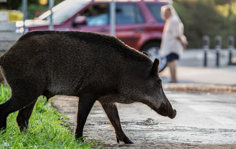 Vânătorii din Iași sunt plătiți pentru a alunga mistreții și vulpile de pe străzile orașului