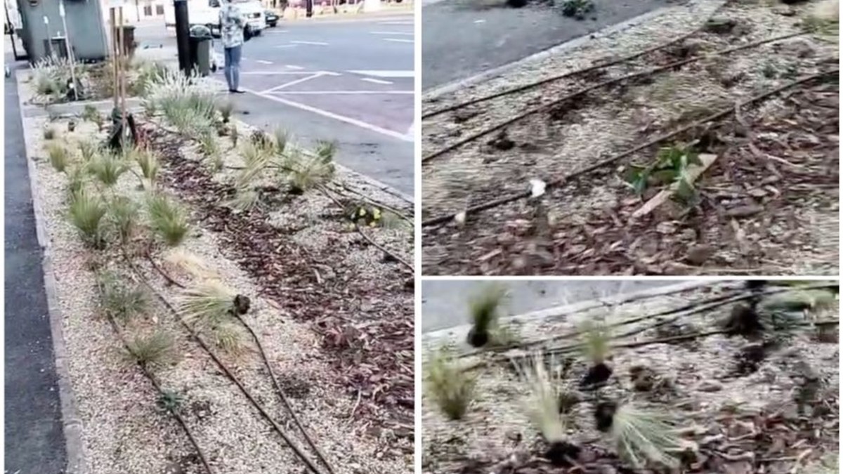 Așa arată plantele sădite cu mai puțin de trei luni în urmă