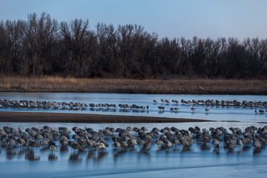 epa04688520 (23/24) Sandhill cranes are seen early in the morning sleeping in the Platte River during their annual migration through central Nebraska just outside Alda, Nebraska, USA, 20 March 2015. Every spring in central Nebraska, as the last snow melts and the region?s fertile farmland is newly revealed, the Platte River Valley plays host to a remarkable gathering. Hundreds of thousands of Sandhill cranes, tired and hungry, with yellow eyes and bright red foreheads, pause here on their way north to the Arctic. For three weeks, they rest and refuel - fattening themselves on last-year?s corn and sleeping in the shallow braids of the Platte River. At four feet (1.2 meters) tall, they are one of the largest birds in North America - and one of the most romanticized; bird watchers from across the country descend on this area to witness one of North America?s most dramatic migrations. EPA/JIM LO SCALZO PLEASE REFER TO THIS ADVISORY NOTICE (epa04688497) FOR FULL PACKAGE TEXT