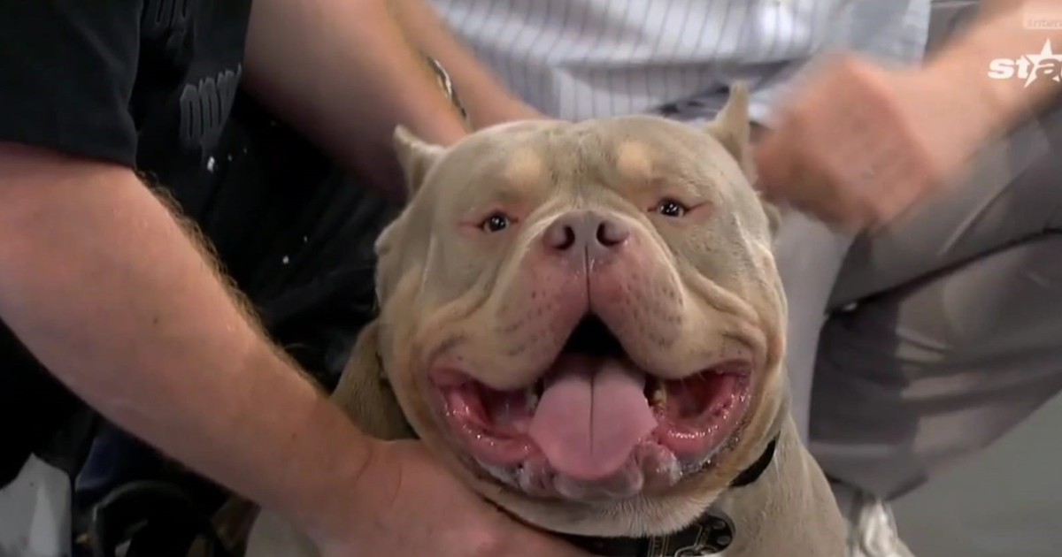 câinne din rasa American Bully Pocket