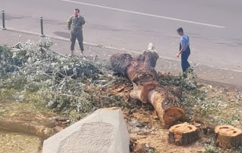 NATO plantează pomi în România, Ministerul Apărării Naționale îi taie. Au retezat un copac și pun în loc un monument dedicat … NATO