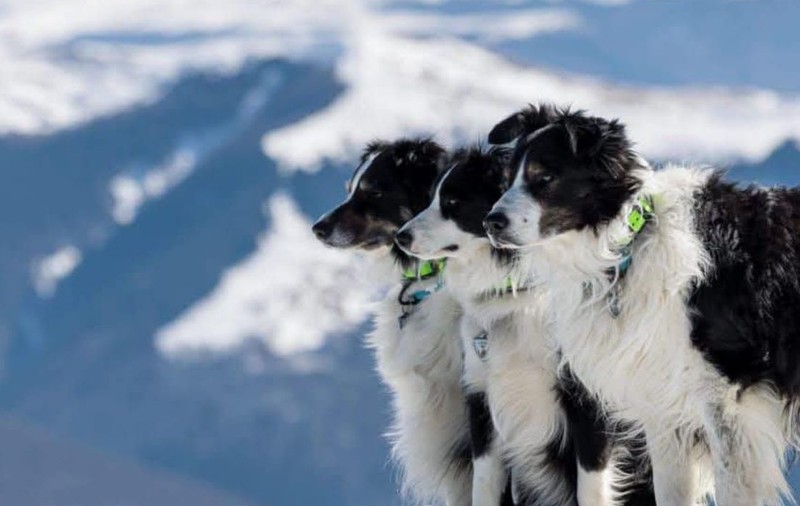 Helios, un Border Collie care este primul câine salvator montan din România, a ajuns la pensie, după 26 de misiuni | VIDEO