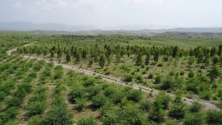 Pakistanezii rămași pe drumuri din cauza pandemiei au găsit un nou domeniu de activitate: plantarea de copaci