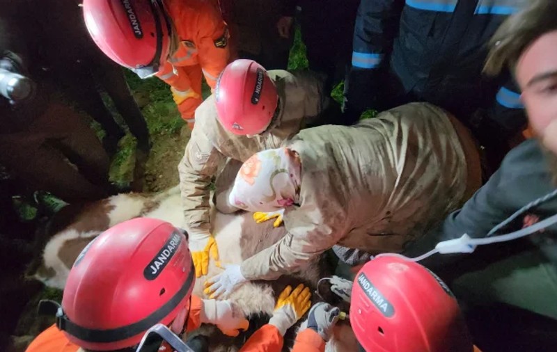 O femeie din Turcia și-a hrănit văcuța prinsă sub ruinele casei prăbușite la cutremur timp de 11 zile, până au venit salvatorii