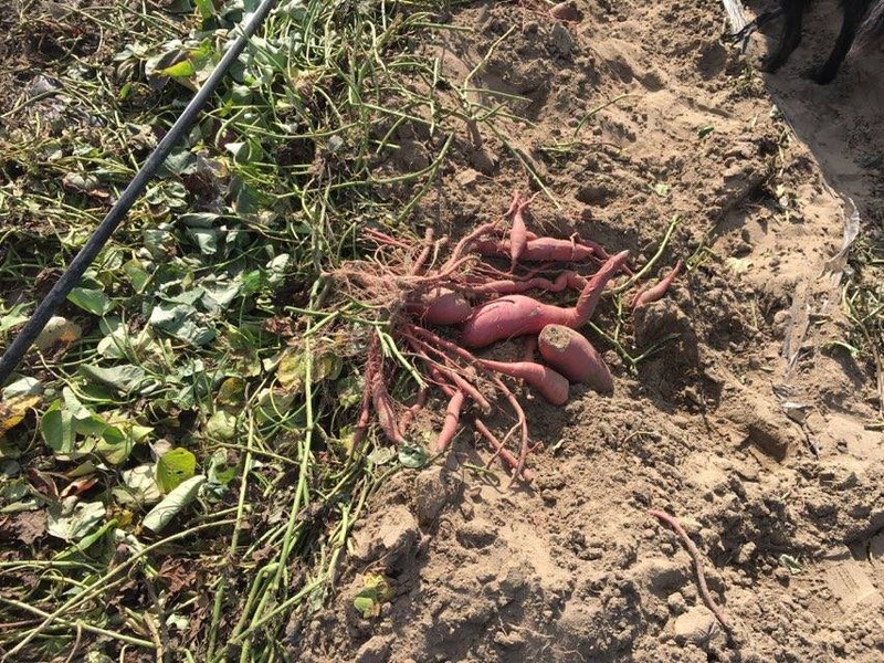 Cartoful dulce a fost adus în Oltenia din Coreea de Sud