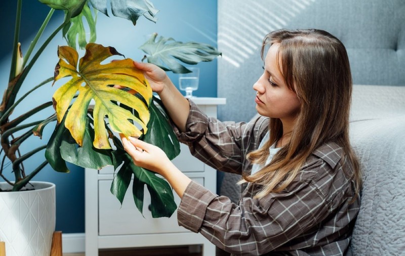 De ce se usucă plantele de apartament?