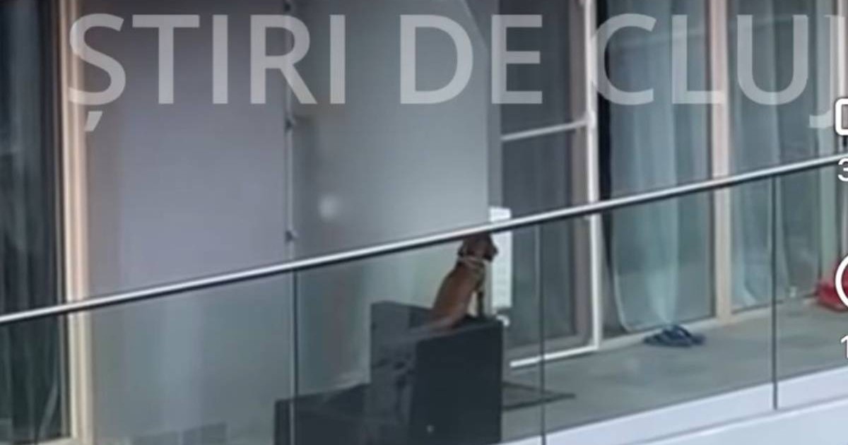Imagine cu câinele aflat pe un balcon, în Cluj. Patrupedul se află pe un scaun