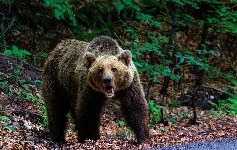 Cioban atacat de urs, în judeţul Mureş