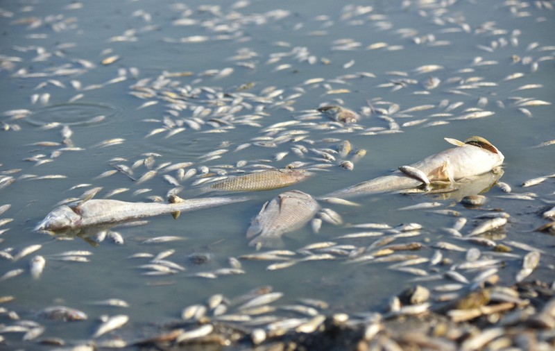 Aproximativ 1.200 de tone de pești morți, găsite pe malul Oceanului Pacific, în Japonia