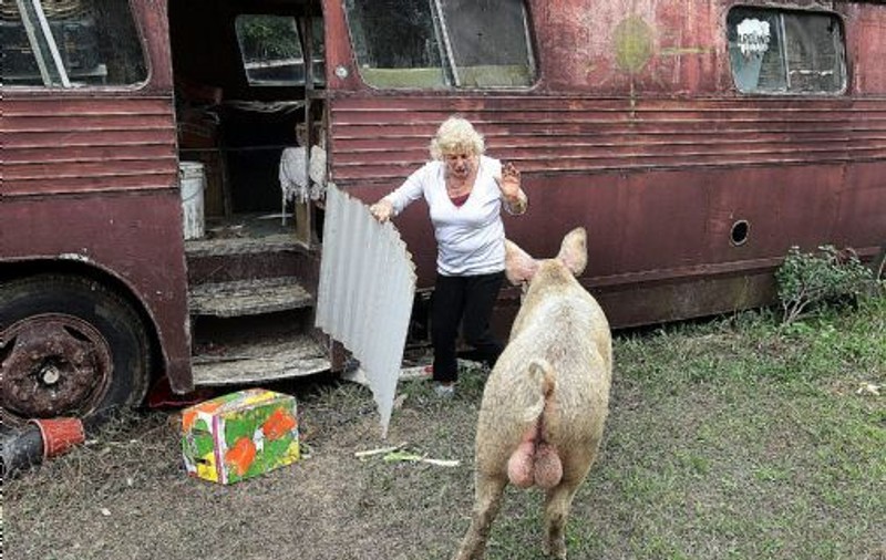 Un porc ţine o femeie ostatică! 