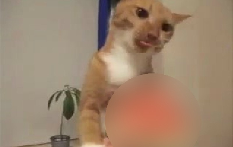 Cea mai pretenţioasă pisică! Nu o sa îţi vină să crezi ce mănâncă | VIDEO