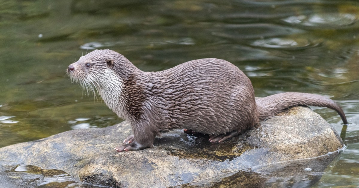 Vidra -animale-salbatice