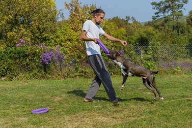 Antrenarea unui Amstaff trebuie să înceapă de la o vârstă fragedă și să fie consecvent Foto: Shutterstock.com