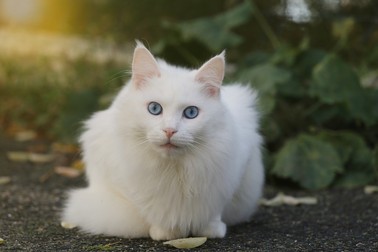 Angora Turcească - cele mai frumoase pisici din lume