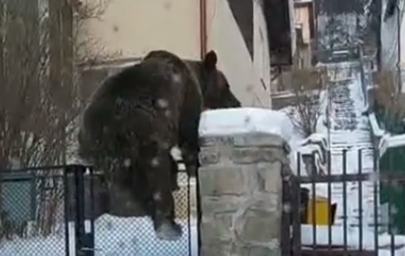 VIDEO | Ursoaică filmată în Bușteni când sare gardul unei vile, în căutare de hrană