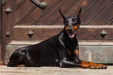 Animale de companie - rasa Doberman