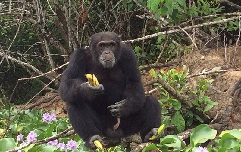 Un cimpanzeu a trăit singur, timp de 3 ani, pe o insulă africană. Cum a reacționat când cineva a decis să-l viziteze | GALERIE FOTO
