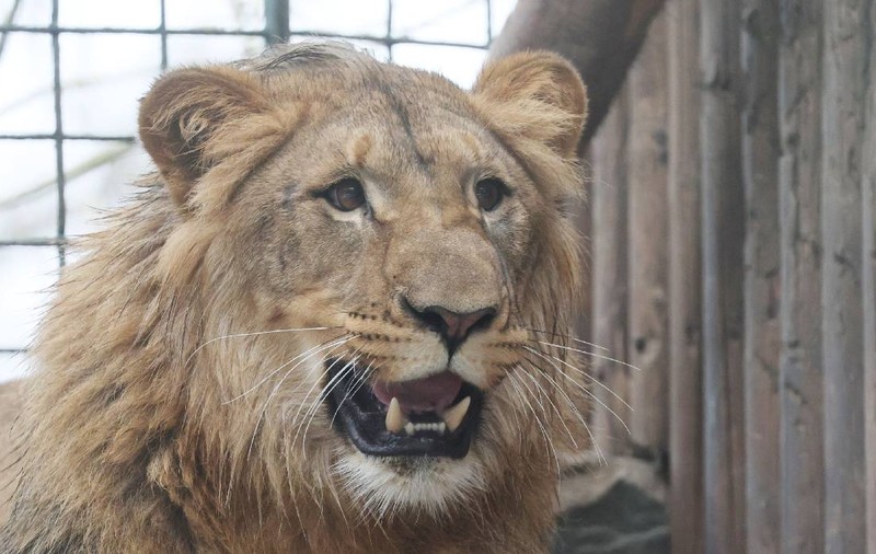 Șeful unei grădini zoologice din Crimeea a fost sfâșiat de un leu. Safari e celebru pentru animalele transferate din zonele de conflict