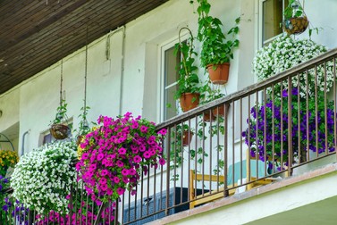 Petunii în jardiniere, pe balcon