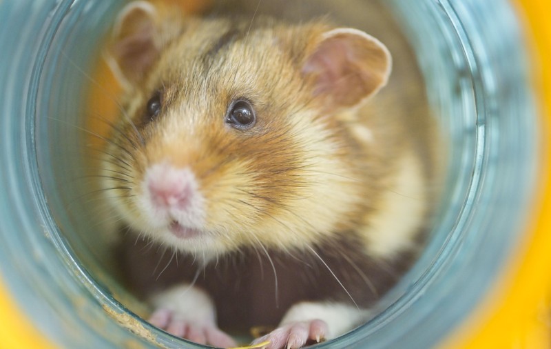 Un hamster a întârziat zborul, pasagerii au așteptat două ore pentru decolare, la Lima: „Haos în cabină”