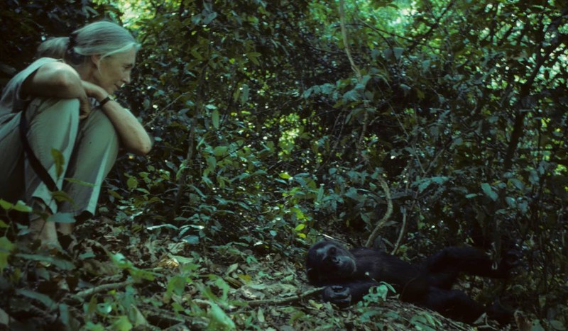 Jane Goodall, în iulie 1994, alături de un cimpanzeu în sălbăticie. Foto: Profimedia Images