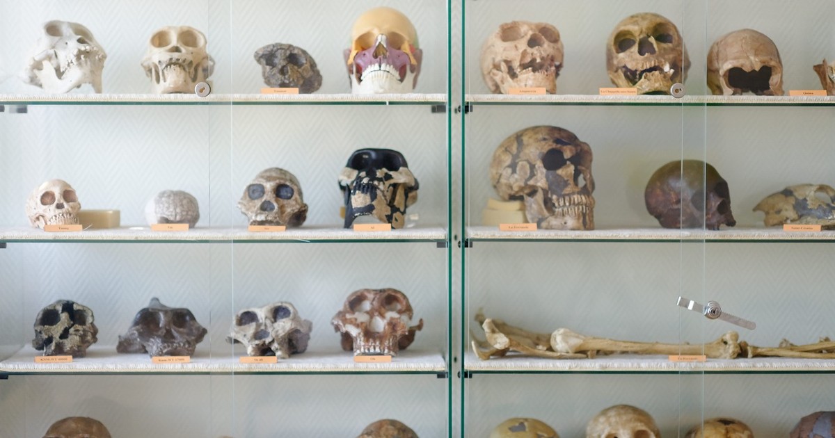 PALEOANTROPOLOGIE: Vitrină cu cranii de hominizi provenite din diferite situri preistorice