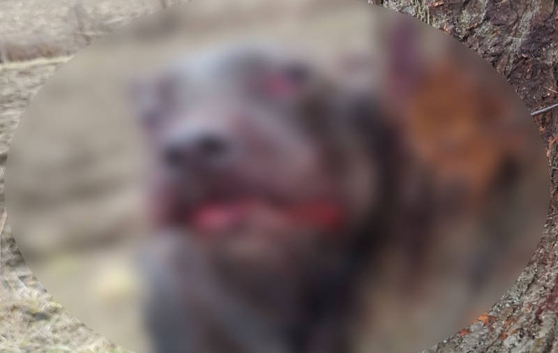Câine spânzurat în Bascov, județul Argeș. Cel care a ucis animalul riscă închisoarea