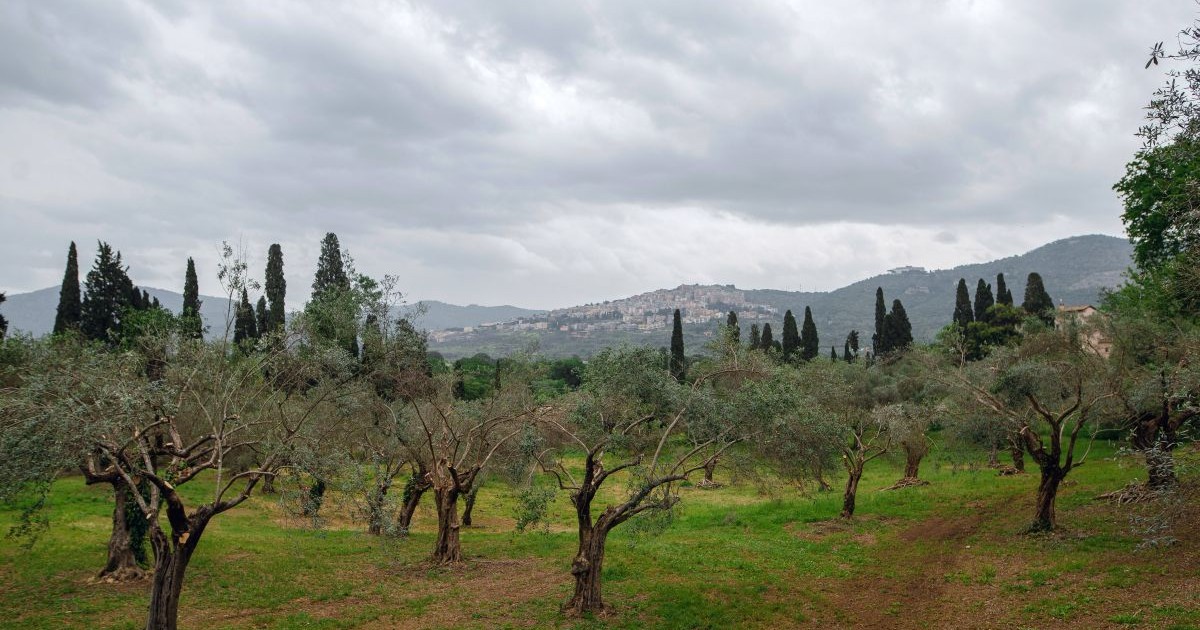 Livadă de măslini în Tivoli, Italia