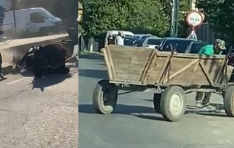Un bărbat Dolj a fost surprins în timp ce își lovea dur calul prăbușit pe asfalt. Poliţia i-a deschis dosar penal