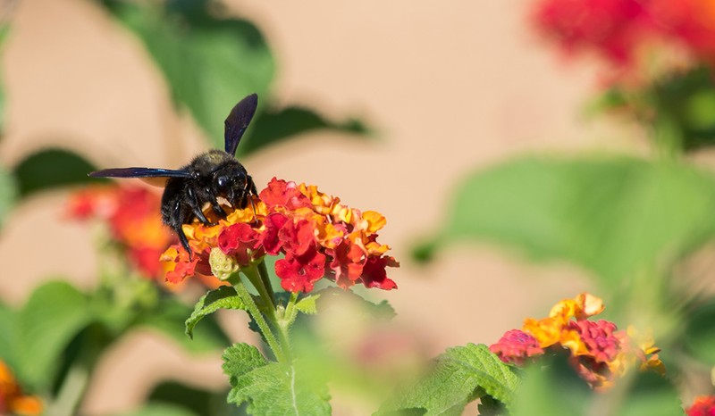 Scăderea alarmantă a numărului insectelor polenizatoare a declanșat o îngrijorare la nivelul experților. Foto: Envato