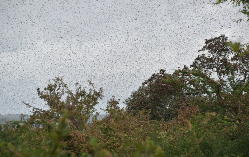 VIDEO Invazie de lăcuste în Estul Africii. Nori de insecte au făcut cerul negru, vegetația este distrusă. Apare spectrul foametei