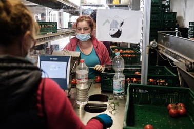Muncitoare române ambalează roșii la ferma Höfler Gemüse, Nürnberg, Germania