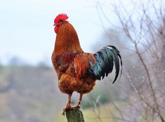 Cocoș - curiozități