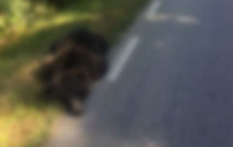 Urs lovit mortal de un șofer de 29 de ani, în județul Sibiu