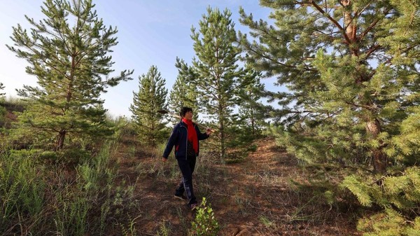 Pădurea crescută pe nisipurile deșertului Mu Us, din China, după zeci de ani de muncă și plantat copaci. 
