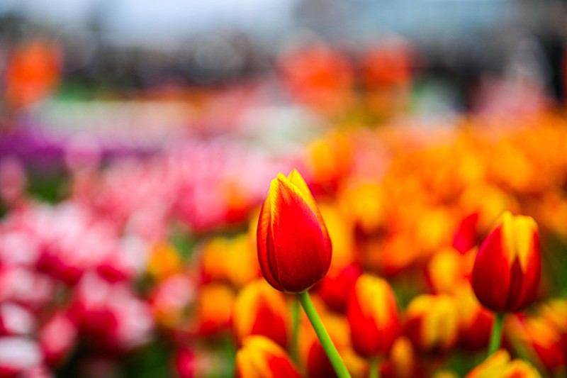 AMSTERDAM, NETHERLANDS - JANUARY 18: Amid large crowds from various countries, the National Tulip Day kicked off with a vibrant celebration in Amsterdam, Netherlands marking the city's 750th anniversary on January 18, 2025. Visitors participated in the event by picking free tulips from a specially arranged picking garden, showcasing the beauty of the Netherlands' iconic flower. Mouneb Taim / Anadolu/ABACAPRESS.COM