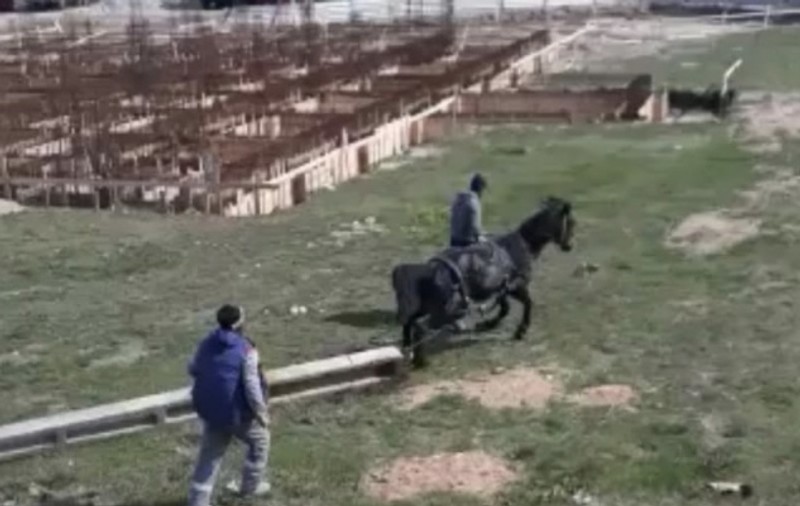Ce a pățit proprietarul unui cal, după ce l-a pus să tragă un stâlp de beton