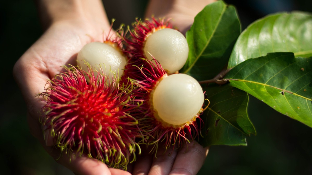 Rambutan - ce este, cum se consuma, beneficii