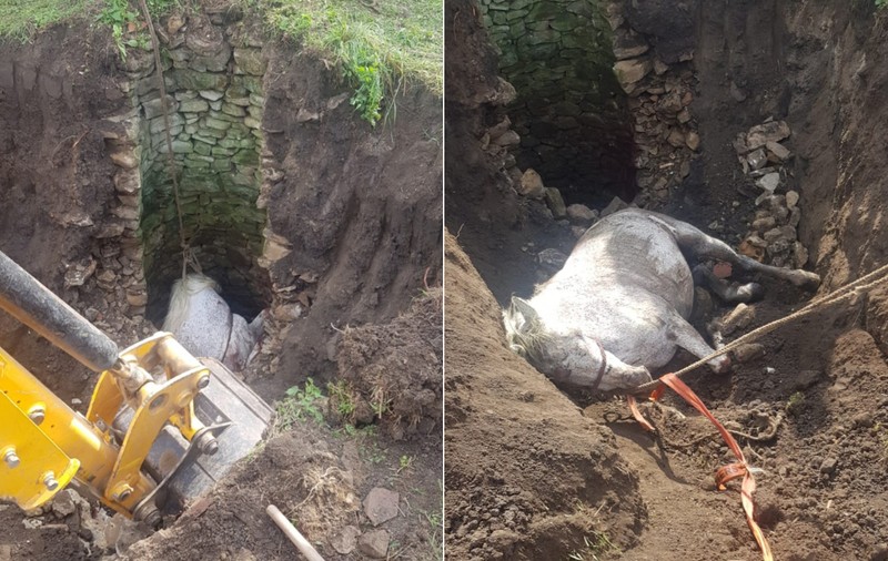 Cal salvat în Vaslui după ce a căzut într-o fântână de patru metri adâncime. Pompierii au intervenit cu un excavator