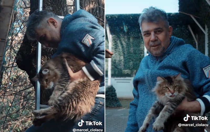 Ciolacu, pisicuța și scroafa din copac