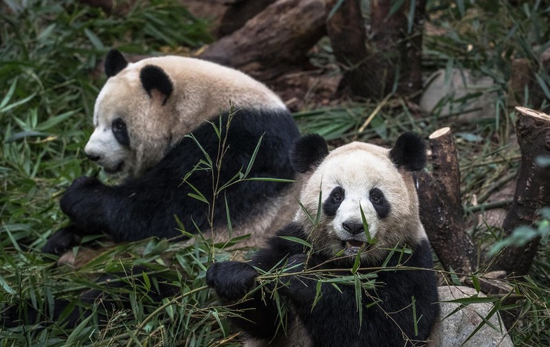 O grădină zoologică din Canada trimite doi panda înapoi în China, deoarece nu are suficient bambus ca să-i hrănească