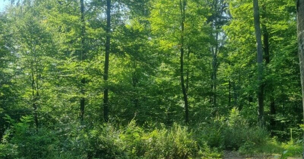 Arhiva foto