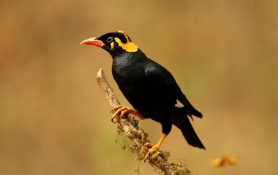 Mierla indiană - Gracula religiosa