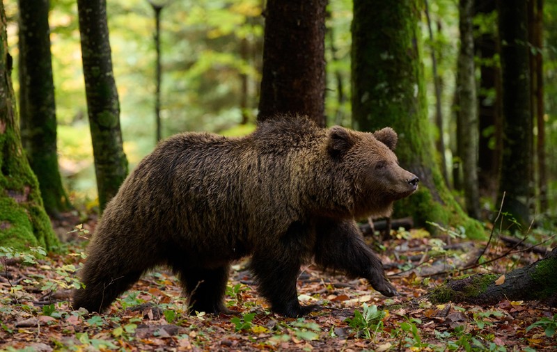Urs vs pușcă, faza pe dezbateri. Cum s-au contrat asociațiile de mediu cu cele de vânători pe ordinul care dă liber la împușcarea a peste 400 de animale